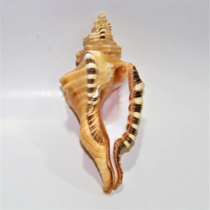 Ganeshmukhi conch