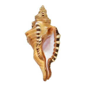 Ganeshmukhi conch